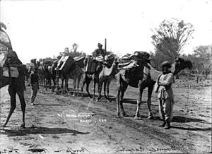 Camel caravan Bourke from The Powerhouse Museum Collection