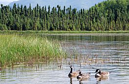 Canada goose trio on Goose Lake, Anchorage.jpg