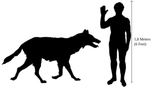 Canis dirus size