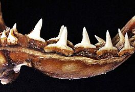 Carcharhinus melanopterus lower teeth