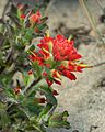 Castilleja affinis