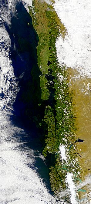 Chilean coastal blooms