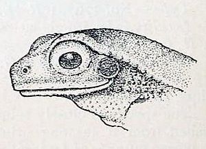 Chiromantis simus in Annandale 1915