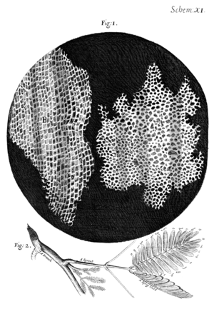Cork Micrographia Hooke