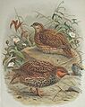 Coturnix novaezelandiae