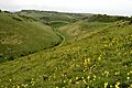 Cowslips on Devil's Dyke