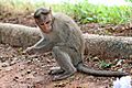 Crab eating Macaque