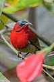 Crimson sunbird 3