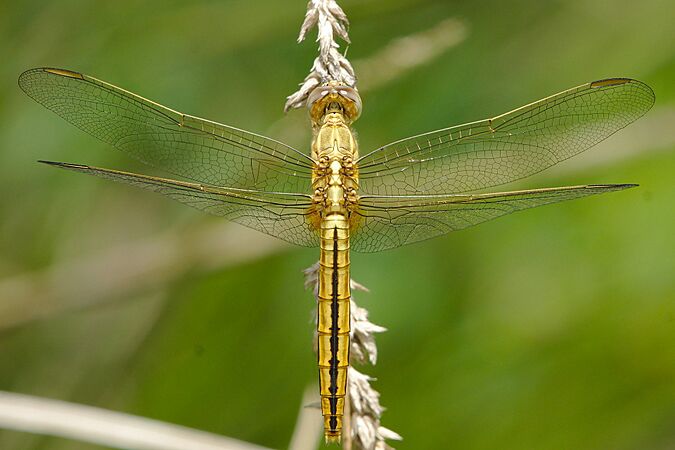 Crocothemis nigrifrons; Black-headed skimmer, (female) (16181348591)