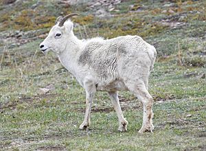 Dall Sheep Ewe (0968efe1-d032-4834-bada-bb862e09ddfb).jpg