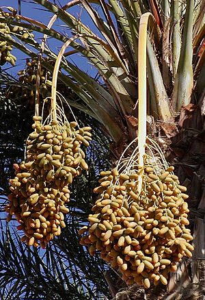 Dates on date palm