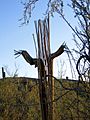 Dead saguaro1