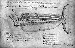 Drawing of the pancreas; J.G. Wirsung Wellcome L0003259