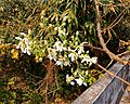 Drumstick flowers of Moringa oleifera