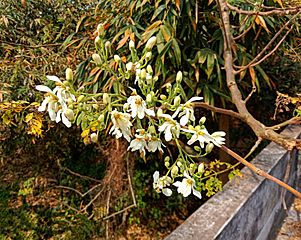 Drumstick flowers of Moringa oleifera