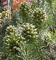 Echium aculeatum