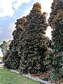 Elaeocarpus eumundi in a backyard