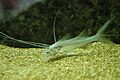 Elegant paradiseus fish Polynemus multifilis
