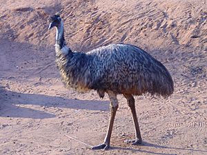 Emu at Dreamworld