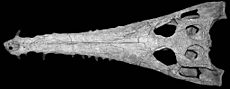 Eosuchus cropped