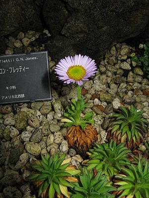 Erigeron flettii2.jpg