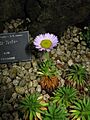 Erigeron flettii2
