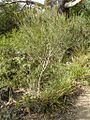 Eucalyptus angustissima1