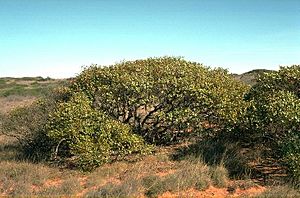 Eucalyptus fruticosa.jpg