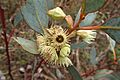 Eucalyptus kessellii kessellii flowers