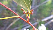 Eucalyptus multicaulis buds 1