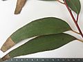 Eucalyptus sieberi - adult leaves