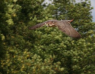Falco biarmicus dive