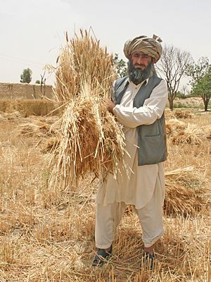 Farmer in Pakistan