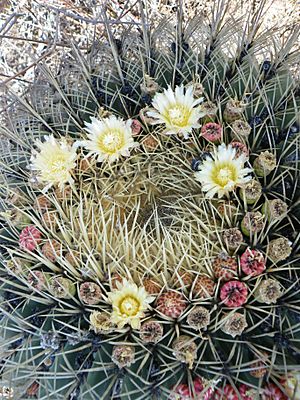 Ferocactus histrix (5761384470).jpg