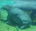 Fiona the Hippopotamus (detail)