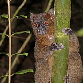 Greater bamboo lemur (Prolemur simus) male 2