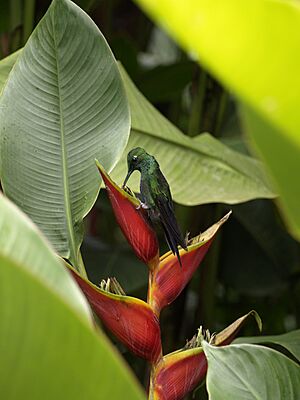 Green-crowned brilliant & Heliconia stricta