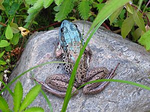 Green Frog, blue coloured, Fletcher Wildlife Garden