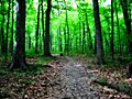 Greenfield park forest - milwaukee