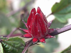 Hibiscus Sabdariffa calyxes