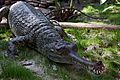 Indian Gharial Crocodile Digon3