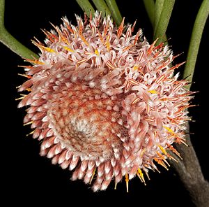 Isopogon teretifolius subsp. teretifolius - Flickr - Kevin Thiele