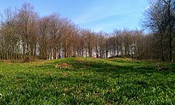 A round earth tumulus in a grassy clearing in a wood
