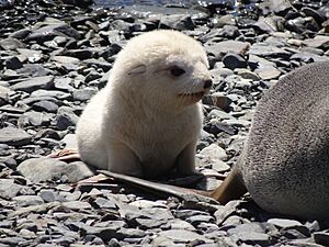 Junger Seebär (Arctocephalus) Grytviken