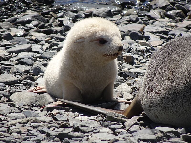 Junger Seebär (Arctocephalus) Grytviken