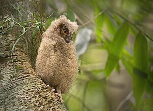 Juvenile Madagascar Scops Owl (Otus rutilus), Andasibe, Madagascar.jpg