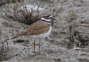 Killdeer (24032725148).jpg