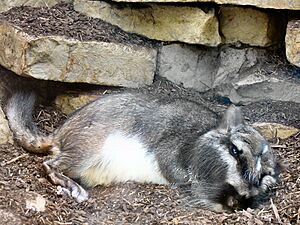 Lagostomus maximus-1-WilhelmaZoo-Stuttgart