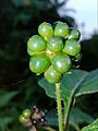Lantana camara common lantana -fruits 01