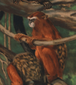 Leontocebus cruzlimai (cropped)